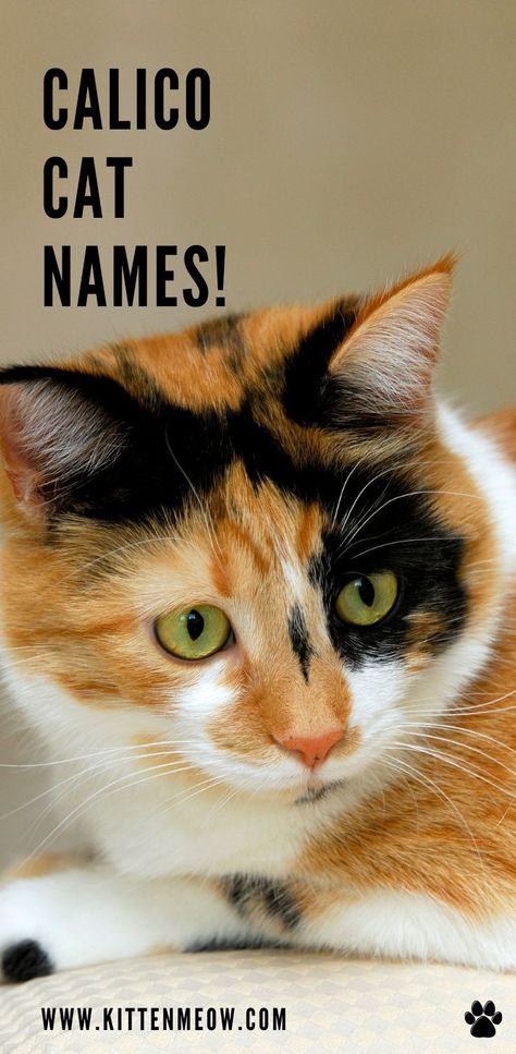 Female Cat Names Unique, Calico Cat Names, Calico Cat Facts, Tabby Cat Names, Cat Breeds List, Boy Cat Names, Girl Cat Names, Unique Cat Names, Cute Cat Names