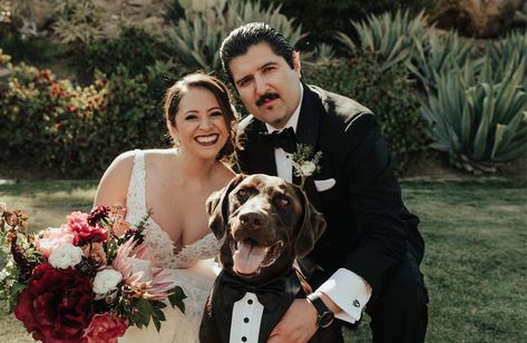 This adorable Chocolate lab in his tuxedo! Chocolate Lab Wedding, Dog Tuxedo Wedding, Dog Tuxedo, Wedding Chocolate, Chocolate Labrador, Chocolate Lab, Tuxedo Wedding, Ring Bearer, Wedding Guest