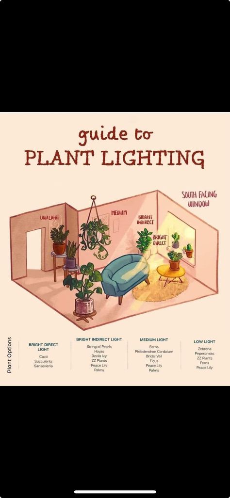 Zz Plant Repotting, Zz Plant Care Yellow Leaves, How To Propagate A Zz Plant, How To Propagate Zz Plant In Water, How To Take Care Of Zz Plant, Devils Ivy, Zz Plant, Palm Plant, Peace Lily