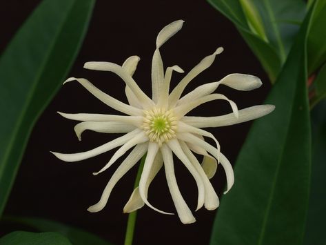 Illicium 'Orion' (Orion Anise-tree, Star Flower Orion) | North Carolina Extension Gardener Plant Toolbox Carex Grass, Orion Star, Lots Of Plants, Broadleaf Evergreen, Small Garden Landscape, Shade Shrubs, Soil Texture, Simple Leaf, Pollinator Garden