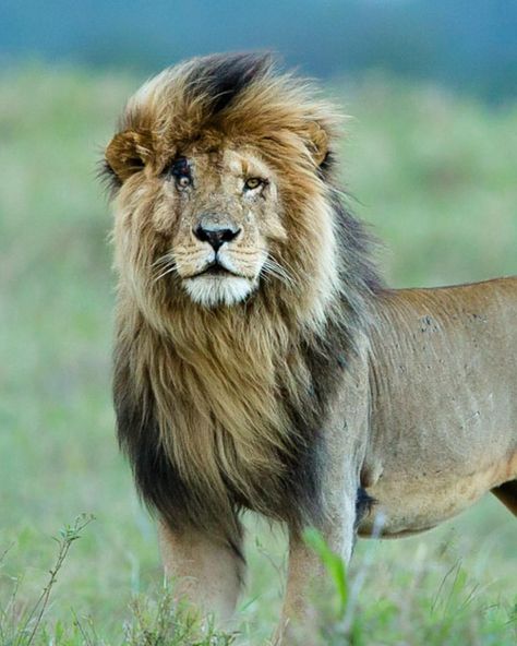 The Masai Mara - The iconic African Safari Experience #MasaiMara #PhotoSafari #WildEyeSA Scarface Lion Tattoo, Scarface Lion, Lion Aesthetic, Hipster Haircuts, Lion Warrior, King Scar, Angry Lion, Scar Face, Africa Vacation