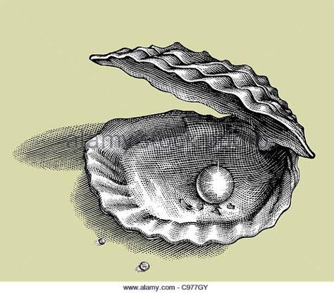 https://encrypted-tbn0.gstatic.com/images?q=tbn:ANd9GcQ7xQ9BWhaV-BG7cfIGtRGS9Pw6zZMhX-q3cQ&usqp=CAU Sea Shell Illustration Vintage, Oyster Scientific Illustration, Oyster Shell Tattoo Pearls, Oyster With Pearl Drawing, Pearl Shell Drawing, Shell Pearl Tattoo, Oyster Tattoo Pearl, Oyster Pearl Tattoo, Shell With Pearl Tattoo