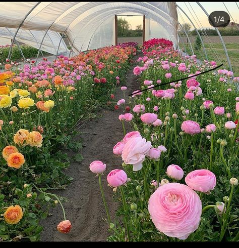 Erin Benzakein, Ranunculus Garden, Cottagecore Garden, Hoop House, Herb Farm, Flower Farming, Tulips Garden, Flower Business, Flower Farmer