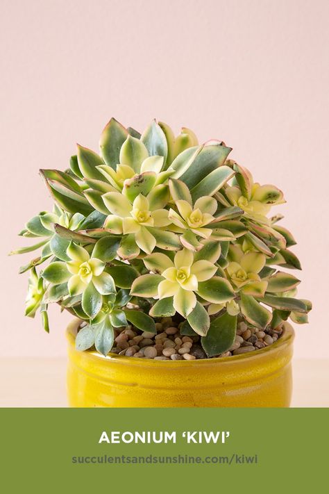 Aeonium 'Kiwi' has green and yellow rosettes, with pink around the edges. It has yellow blossoms in the summer. It is deer resistant, and can be grown indoors!    #succulents #aeonium #aeoniumkiwi #succulentgarden #indoorsucculents #outdoorsucculents #succulentsandsunshine Yellow Kiwi, Echeveria Care, How To Grow Cactus, Aeonium Kiwi, Succulent Names, Kaktus Dan Sukulen, How To Water Succulents, Yellow Blossom, Propagating Succulents