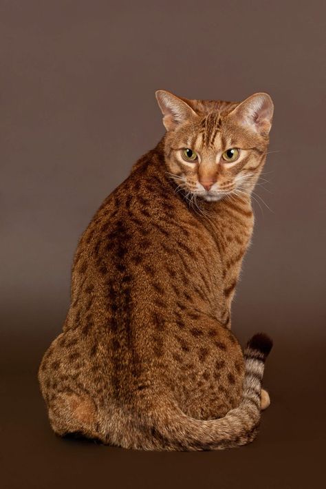 Ocicat, Spotted Cat, All About Cats, Cat Pin, Cat Breeds, Human