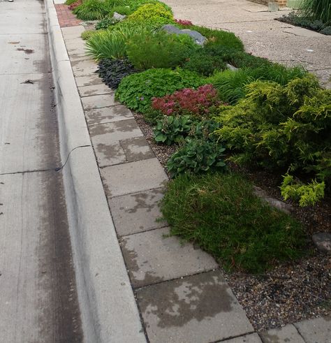 Sidewalk Landscaping, Low Maintenance Landscaping Front Yard, Board Layout, Cheap Landscaping Ideas, Grasses Landscaping, Easy Landscaping, Front Landscaping, Low Maintenance Landscaping, Landscaping Tips