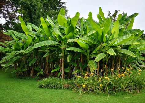 Grow Banana Tree, Cavendish Banana, Banana Trees, Indoor Trees, Banana Plants, Go Bananas, Types Of Fruit, Plant Diseases, Banana Tree