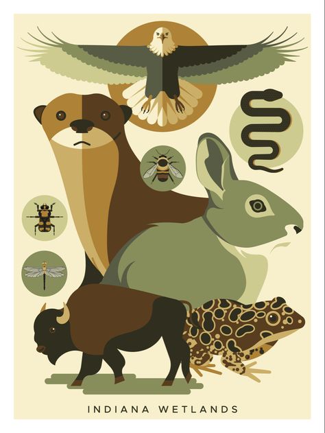 Poster to promote protection of Indiana Wetlands and their wildlife. All animals pictured are threatened or endangered in the state, with the exception of Bison and Bald Eagles. #illustration #adobeillustrator #illustrator #graphicdesign #poster #posterart #indiana #wildlife Animal Conservation Poster, Animal Rights Poster, Endangered Animals Poster, Animal Poster, Camp Brand, Wildlife Protection, Endangered Wildlife, Endangered Animals, Animal Posters