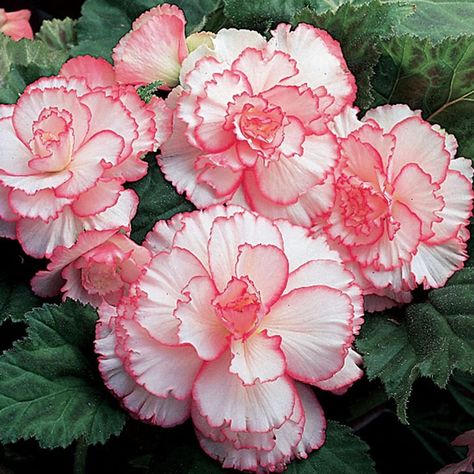 Tuberous Begonia, Bulb Flowers, In The Fall, Garden Planters, Petticoat, Autumn Summer, 9 And 10, Planting, Perennials