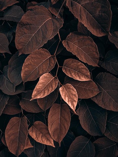 Brown plant leaves in the nature in autu... | Premium Photo #Freepik #photo #fall-leaves #autumn-leaves #fall #fall-season Watercolor Pattern Background, Brown Leaves, Plant Background, Sketch A Day, Colorful Life, Plant Aesthetic, Wedding Leaves, Color Palate, Leaf Background