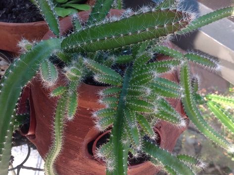 Dogtail Cactus, Succulents For Sale, Fort Lauderdale Florida, Cacti And Succulents, Fort Lauderdale, Live Plants, Cactus Plants, Succulent, Fort