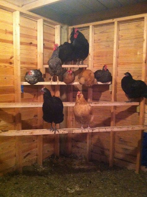 Inside Chicken Coop, Chicken Perch, Chicken Perches, Pine Shavings, Chicken Roost, Cute Chicken Coops, Easy Chicken Coop, Chicken Barn, Chicken Coop Garden