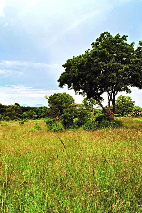 Bengaluru's Hesaraghatta grassland is once again in the spotlight after Chief Minister Basavaraj Bommai ordered the Forest Department to hold a public hearing before designating the area as a conservation reserve.The head of the Karnataka State Wildlife Board, Bommai, stated during a recent meeting that the local community should be consulted before making any decisions. Additionally, he requested that the department submit a report after the public consultation is finished. bangaloremirrorA pro Savanna Grassland, Indian Space Research Organisation, Forest Department, Environmental Activist, Solar Farm, Natural Ecosystem, Western Ghats, Tree Canopy, Local Community