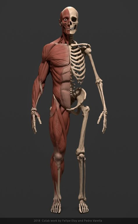 Human Skeleton Anatomy, Human Muscle Anatomy, Human Model, Anatomy Images, 3d Karakter, Skeleton Anatomy, Skeleton Drawings, Man Anatomy, Easy Drawing Steps