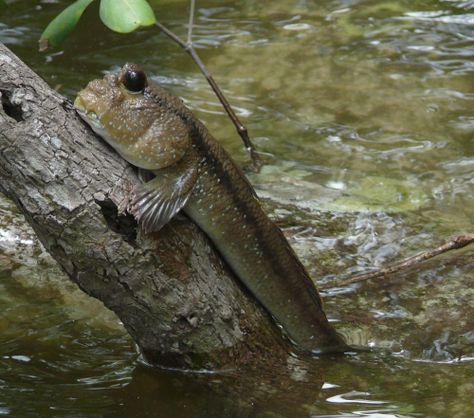 Mudskippers (Periophthalmus spp.) Their eyes are on top of the head to see above the muddy water submerged. Mudskippers dig deep burrows in soft sediments to thermoregulate, avoid predators, and to lay eggs, or climb trees to stay out of the water, during high tide. Staying out deep water – the Giant Mudskipper Tonga Island, Fish In A Tree, Snakehead Fish, Fish Stand, Medical Marketing, Mangrove Swamp, Climb Trees, Deep Water, Weird Animals