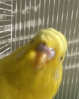 Yellow Parakeet, Cute Birds, Birds, Yellow, Animals, Quick Saves