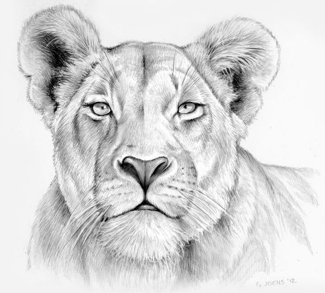 Pencil Female Lion Tattoo, Lion Sketch, Lioness Tattoo, Female Lion, Lion Head Tattoos, Lion Drawing, Pencil Drawings Of Animals, Animal Drawings Sketches, Female Drawing