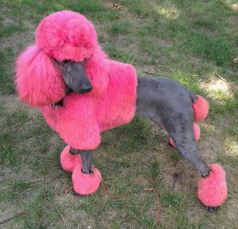 Phantom poodle/creative grooming. Pretty in pink. Phantom Poodle, Creative Dog Grooming, Poodle Hair, Poodle Haircut, Dog Grooming Styles, Poodle Toy, Poodle Cuts, Creative Grooming, Grooming Ideas