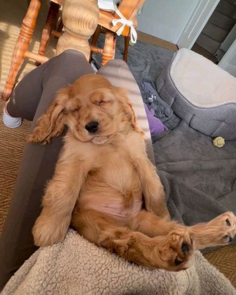 cocker dogs 🐕 on Instagram: "💕💕💕💕  @amber_the_cocker_spaniel_2023  @run.reggie.run  .  #cockerspaniel" Cocker Spaniel Golden Retriever Mix Dogs, Golden Show Cocker Spaniel, Golden Cocker Spaniel Puppies, Cockerspaniel Spaniel, Golden Cocker Retriever, Show Cocker Spaniel, Cocker Dog, Golden Cocker Spaniel, Cocker Spaniel Puppy