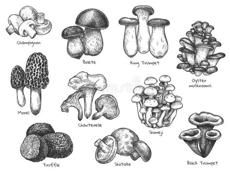 Mushroom Morel, Bolete Mushroom, Witch Inspiration, Mushroom Vintage, Bubble Drawing, Mushroom Tattoos, Drawing Things, Mushroom Drawing, Edible Mushrooms