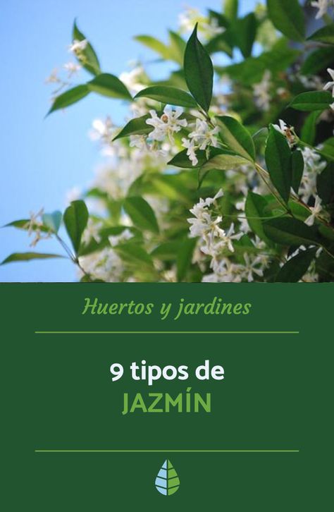 Descubre a estos 9 tipos de jazmín. Esta planta es perfecta para ambientar exteriores, tanto por su aspecto como por su aroma. #jazmin #plantas #huertosyjardines #jardineria #tiposdejazmin #jasmine #ecologia #naturaleza #flores #medioambiente Jasmine Plant, California Desert, Plant List, Food Garden, Naturally Beautiful, Small Gardens, Shade Garden, Rock Garden, Small Garden