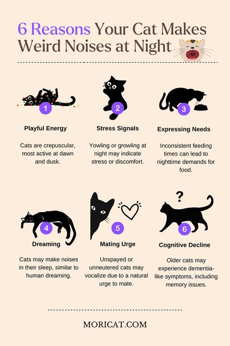 Wondering why your cat makes odd noises at night? At Moricat, we uncover 7 reasons behind these late-night sounds, from playful instincts to signs of stress or aging. Learn how to calm your kitty and ensure peaceful nights for both of you. Explore our blog for expert tips on understanding your cat's quirky behaviors! Cat Knowledge, Weird Noises, Pet First Aid, Turkish Angora Cat, Kitty Care, Cat Information, Cat Spirit, Angora Cats, Cat Tips