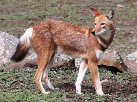 The Ethiopian Wolf (Canis simensis) is a native to the Ethiopian Highlands. It is the world's rarest canid, and Africa's most endangered carnivore. It is similar to the coyote in size and build, and is distinguished by its long and narrow skull, and its red and white fur. Unlike most large canids, which are widespread, generalist feeders, the Ethiopian wolf is a highly specialised feeder of Afroalpine rodents with very specific habitat requirements. Ethiopian Wolves, Golden Jackal, Ethiopian Wolf, Elephant Shrew, Maned Wolf, Smith Family, African Wild Dog, Raccoon Dog, Wild Animals Pictures