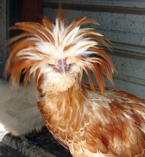 birds with crazy hair | About EggCartons.com and our Customers Husband Hair, Easy Professional Hairstyles, Fancy Chickens, Crazy Bird, Chicken Eggs, Crazy Hair, Animal Planet, Zoo Animals, Professional Hairstyles