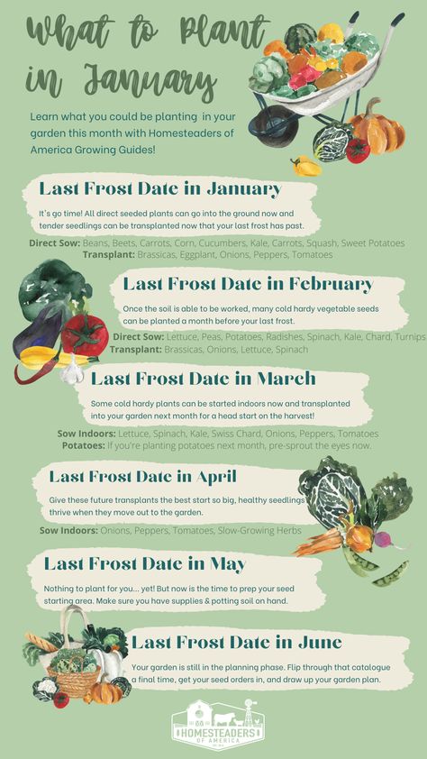 What To Plant In January, What To Plant In February, What To Plant In April, Heat Tolerant Plants, Garden Prepping, Carrots And Green Beans, Grow Light Bulbs, Succession Planting, Garden Growing