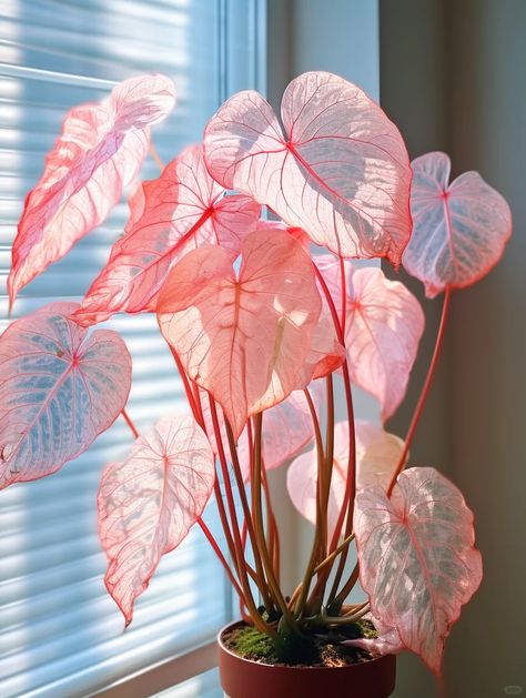 Caladium Pink Symphony, Cute Plants Aesthetic, Plantas Aesthetic, Pink Caladium, Coleus Seeds, Houseplant Collection, Pink Plants, Tanaman Indoor, Lucky Plant