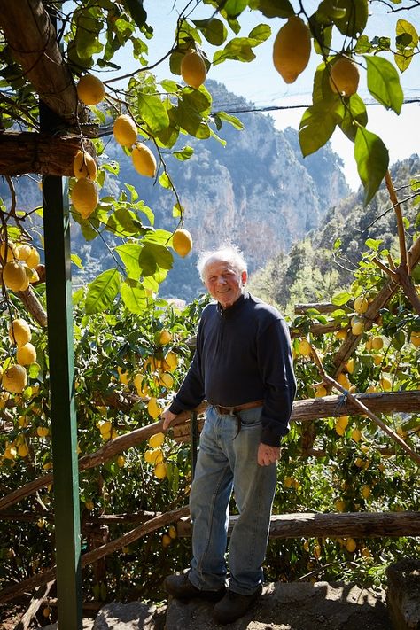 Lemon Farm, Wild Grass, Water Into Wine, The Amalfi Coast, Southern Italy, Mediterranean Style, Europe Destinations, Amalfi Coast, Unesco World Heritage Site