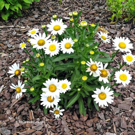 Shasta daisies will form into large mounds quickly Mailbox Flower Bed Ideas Perennials, Shasta Daisy Landscaping, Mounding Perennial, Daisy Ideas, Beautiful Gardens Landscape, Cottage Landscape, Dianthus Flowers, Shasta Daisy, Mailbox Ideas