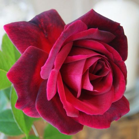 Mister Lincoln Rose Mr Lincoln Rose, Floribunda Roses, Dark Red Roses, Rare Roses, The Mister, Rose Fragrance, Rose Bush, Climbing Roses, Sweet Fragrances