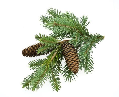 X'mas Card, Balsam Fir, Spruce Tree, Winter Images, Pine Branch, Parts Of A Plant, Fir Tree, White Stock, Photo Images