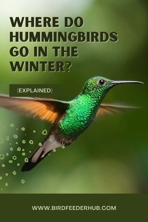 Hummingbirds grace your gardens from spring to fall and then disappear . Where do hummingbirds go in the winter? We examine where these tiny birds migrate to when the weather gets chilly. Hummingbird Facts, Homemade Hummingbird Nectar, Hummingbird Species, Hummingbird Migration, Hummingbird Nectar, Attract Hummingbirds, Ruby Throated Hummingbird, Bird Migration, Hummingbird Garden