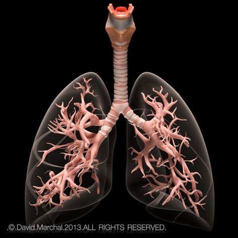 Lungs Art, Lung Anatomy, Human Body Organs, Human Lungs, Basic Anatomy And Physiology, Biology Art, Human Body Anatomy, Human Body Parts, Medical School Inspiration