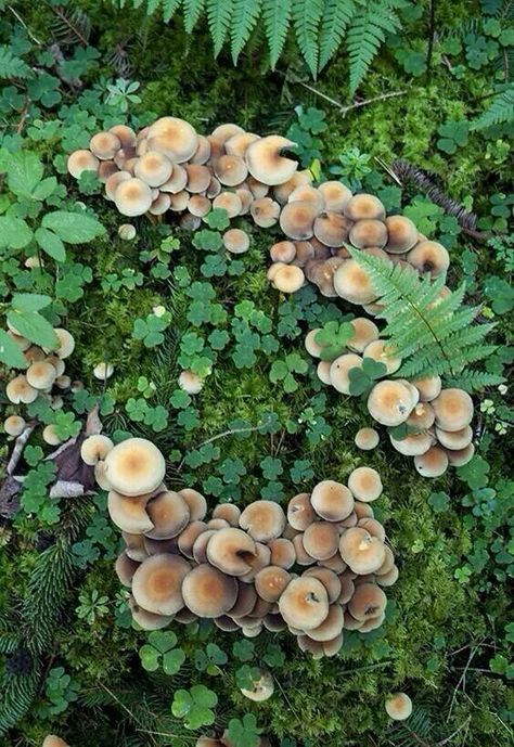 Mushroom ring! Lichen Moss, Fairy Ring, Mushroom Fungi, Forest Floor, In The Forest, Botany, Mother Earth, Natural World, The Forest