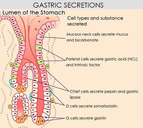 aasgaduli.blogspot.com: Gastric juice Anatomy Studying, Stomach Anatomy, Surgical Stitches, Human Stomach, Digestive System Anatomy, Nerve Anatomy, Knitting Toy, Gastric Juice, Medicine Notes