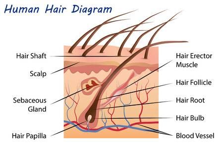 Hair Diagram, Muscular System Anatomy, Anatomy Pictures, Beauty School Cosmetology, Healthy Hair Diet, Hair Chart, Diamond Face Hairstyle, Hair Levels, Skin Anatomy