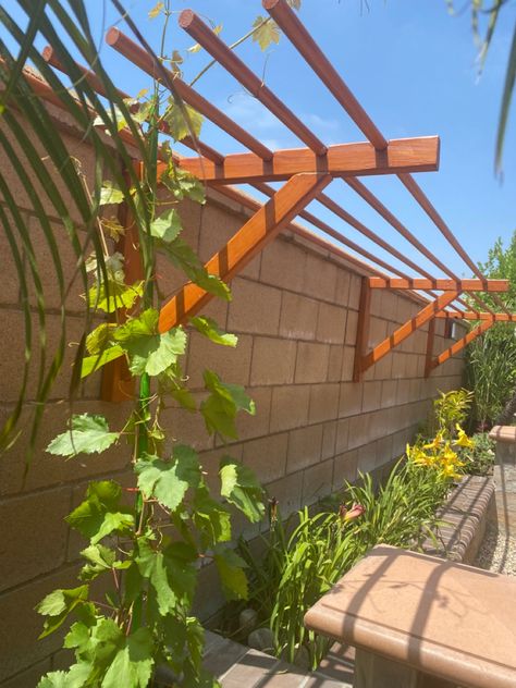 Grapes Vines Trellis, Trellis On Fence Ideas, Grape Vine Structures, Small Grape Trellis, Grape Vine Privacy Fence, Muscadine Grape Trellis, Grape Plant Trellis, Grape Pergola Ideas, Grape Trellis Ideas Backyards