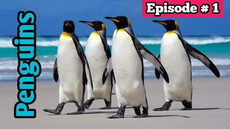 This video is all about penguins and their environment in water. I hope you like it. Penguin Breeds, Royal Penguin, Types Of Penguins, Penguin Facts, Leopard Seal, Penguin Species, Bird Facts, Koi Art, King Penguin