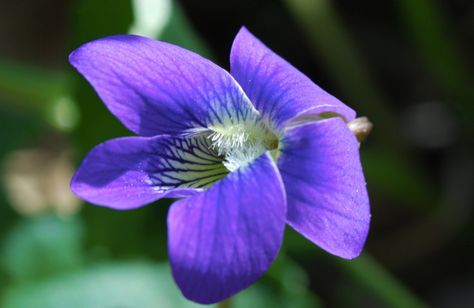 Wisconsin Symbols | Wisconsin State Flower | Wood Violet (Viola papilionacea) Wisconsin State Flower, Wood Violet, Beyond The Border, Wisconsin State, Flower School, Arbour Day, Gel Nail Designs, Fall Nail Designs, Wild Roses