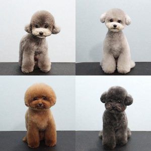 Cute Poodle Haircuts #poodlehaircut #poodlecuts #poodlehairstyles #toypoodlecuts #poodlecutschart Toy Poodle Haircut, Poodle Haircuts, Anjing Poodle, Poodle Haircut Styles, Poodle Hair, Poodle Haircut, Dog Grooming Styles, Poodle Cuts, Toy Dog Breeds