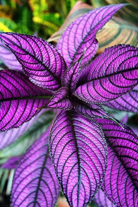 Persian Shield Plant, Growing Ginger Indoors, Persian Shield, Purple Foliage, Purple Leaves, Purple Plants, Plant Diseases, House Plants Indoor, Shade Plants