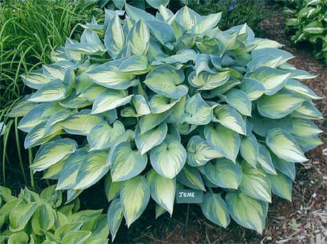 June Hosta, Hosta June, Summer Plant, Front Yard Plants, Garden Retaining Wall, Hosta Varieties, Succulent Landscape Design, Reference Website, Shade Garden Plants