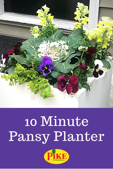 Use cold-loving flowers to create a colorful container garden that can brave winter weather. #pansies #fall #winter #gardening #containergardening #pottedplants #snapdragons #ornamentalcabbage #balconygarden #apartmentgarden #gardenproject #planters Winter Pansies, Winter Planters, Winter Gardening, Container Planting, Ornamental Kale, Ornamental Cabbage, Lost Garden, Winter Planter, Southern Garden