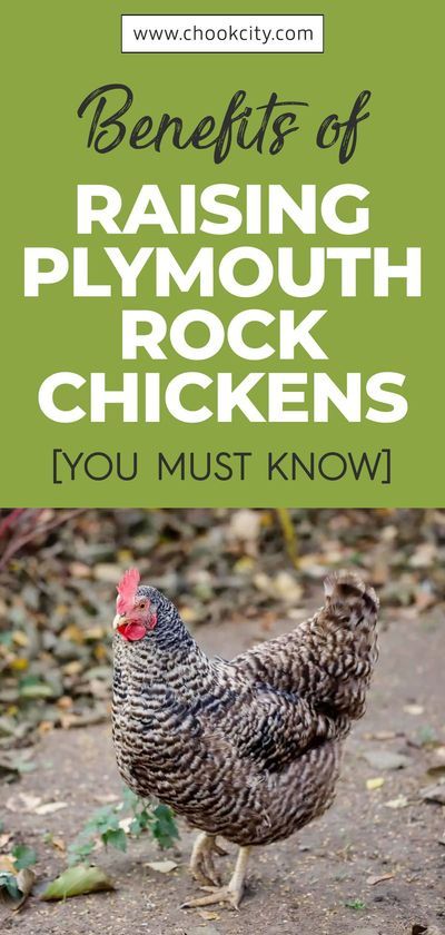 Facts About Chickens, Barred Plymouth Rock Chickens, Barred Rock Chickens, Raising Chickens For Beginners, Molting Chickens, Plymouth Rock Chicken, Chicken Facts, Chicken Tips, Chicken And Eggs