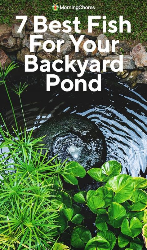 Dreaming of a pond filled with fish? Here are 7 of the best species to consider and how to pick the right one for your space. Small Fish Pond, Fish Ponds Backyard, Common Goldfish, Morning Chores, Sturgeon Fish, Fish Pond Gardens, Backyard Ponds, Fish Farm, Garden Ponds