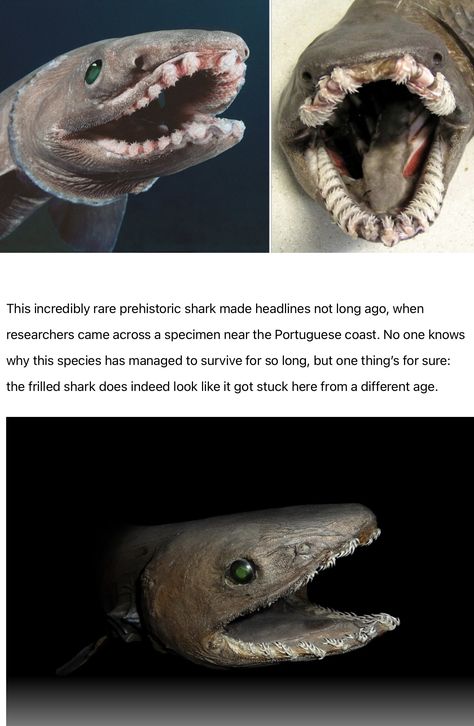 Frilled shark. Credits unknown. Angular Rough Shark, Shark Side Profile, Frilled Shark, Unusual Animal Friendships, Shark Pictures, Pretty Fish, Shark Tattoos, Beautiful Sea Creatures, Cute Shark