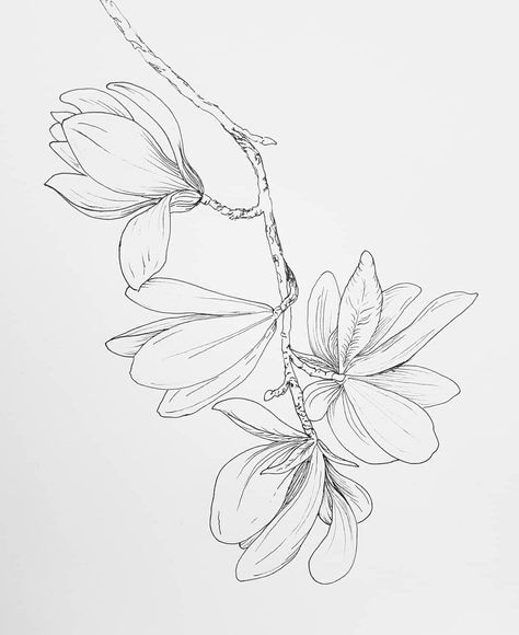 Red Magnolia Tattoo, Magnolia Drawing, Magnolia Illustration, Beautiful Spine Tattoos, Quick Drawings, Printable Drawings, Spine Tattoo Ideas, Magnolia Tattoo, Line Artwork